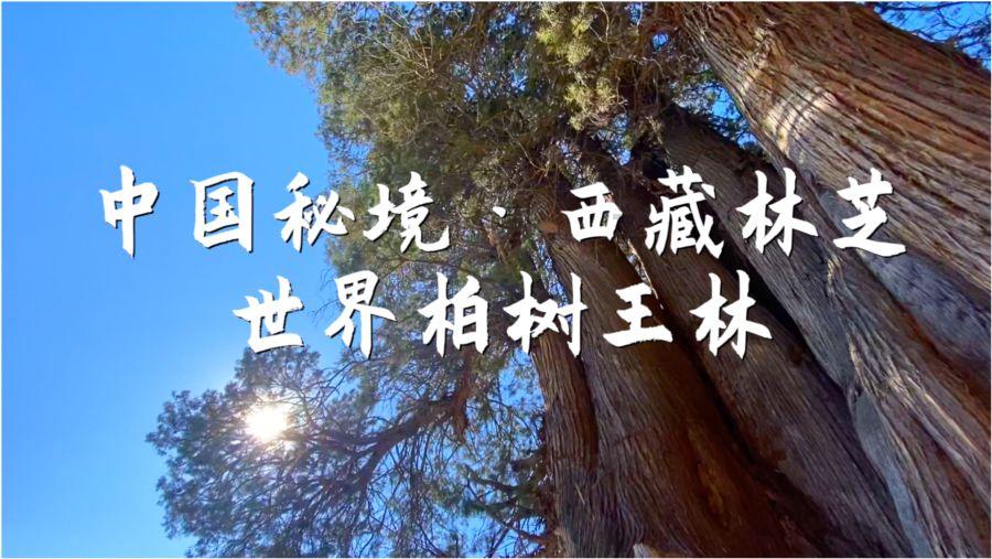 龙腾中国年|刷年画,写春联!双创园迎新市集火热开市